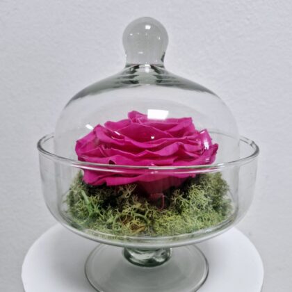 Cúpula de rosa bombonera baja fucsia