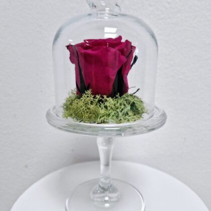 Cúpula de rosa bombonera alta